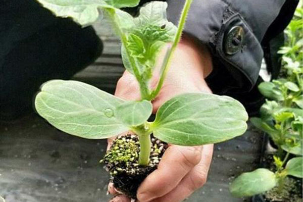 廠(chǎng)區環(huán)境的綠化要點(diǎn)！