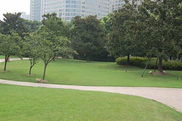 綠化養護如何成功移植植物？